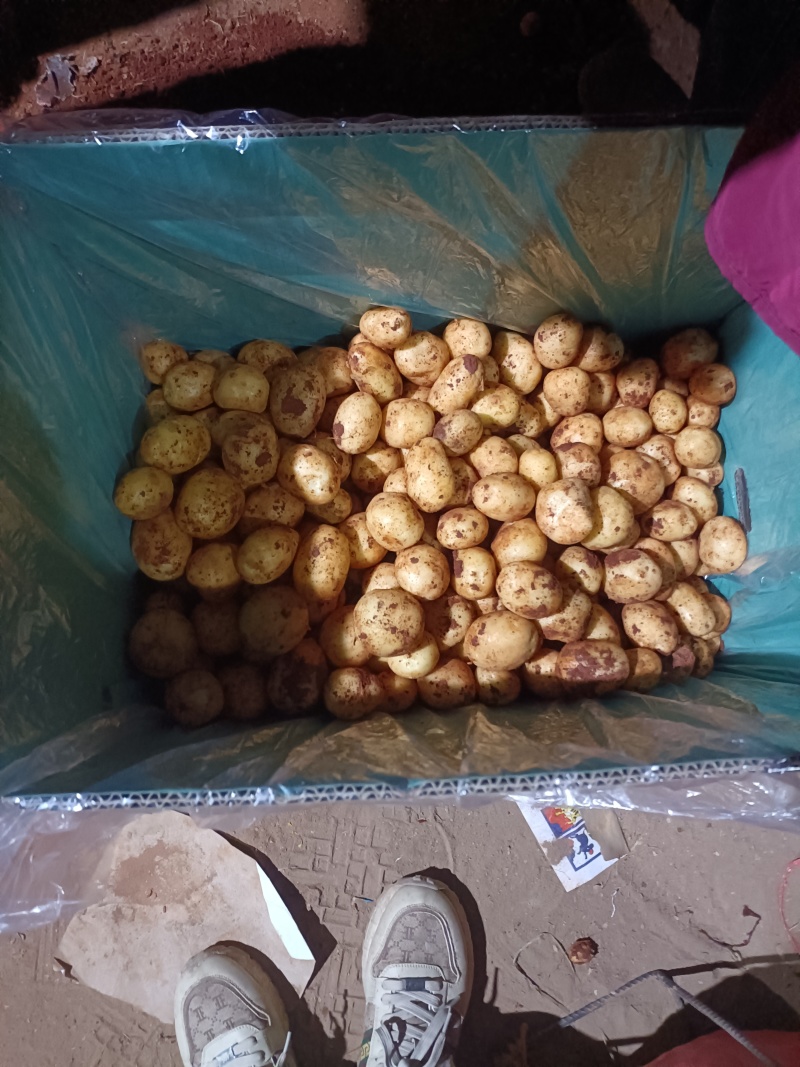 精品黄心小土豆对接全国量大从优质量保证欢迎咨询