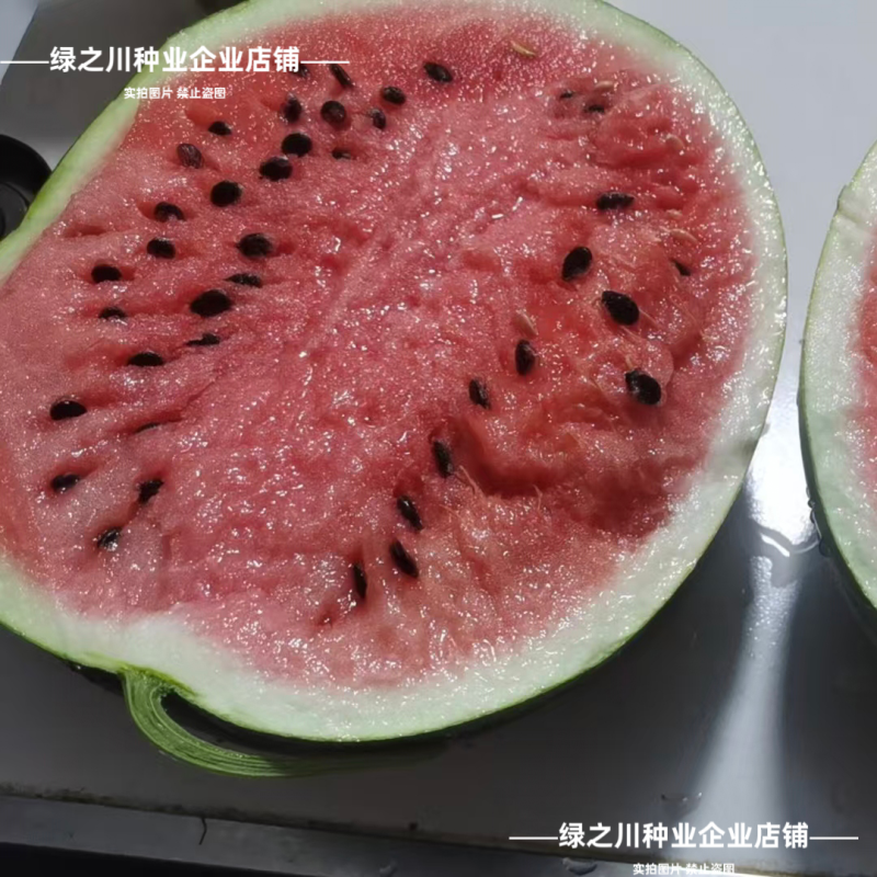 双红1000西瓜种子大齐早熟特甜西瓜种子花皮大红瓤抗裂