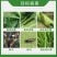 陶氏益农艾绿士科迪华乙基多杀菌素蓟马夜蛾果蝇农药杀虫剂