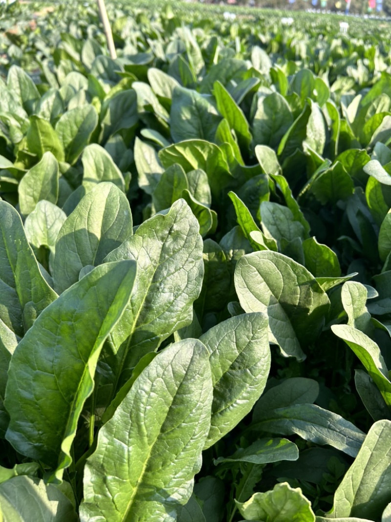 鲁鹏9号菠菜种子春秋季尖圆叶菠菜籽直立耐抽薹深绿色