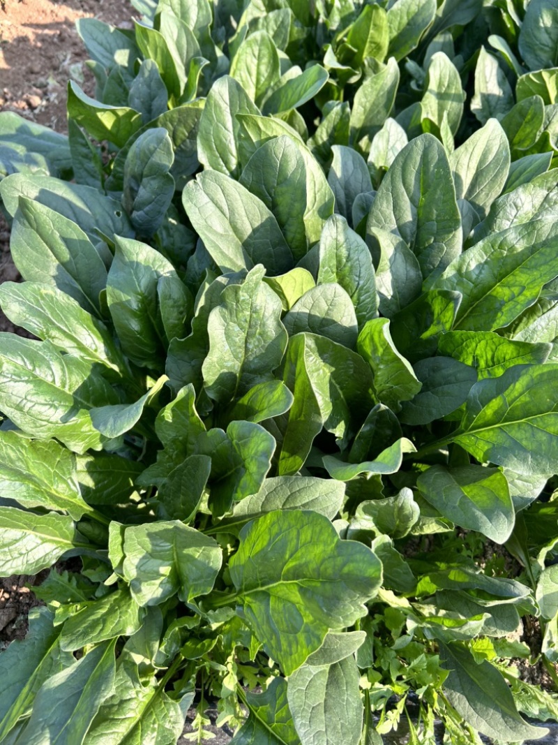 鲁鹏9号菠菜种子春秋季尖圆叶菠菜籽直立耐抽薹深绿色