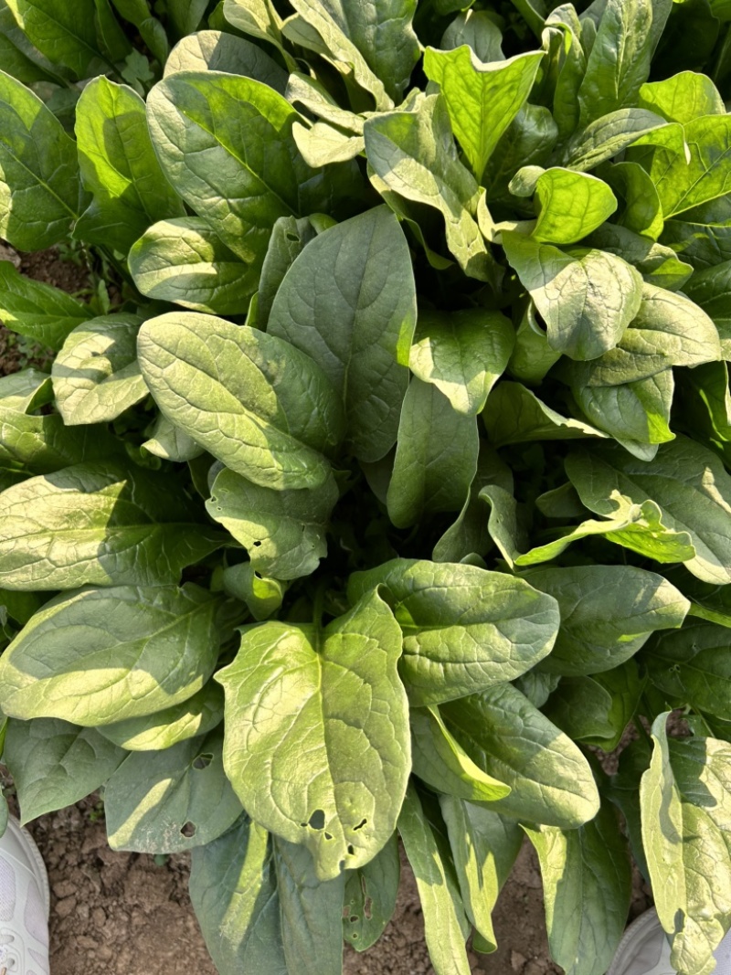 鲁鹏9号菠菜种子春秋季尖圆叶菠菜籽直立耐抽薹深绿色