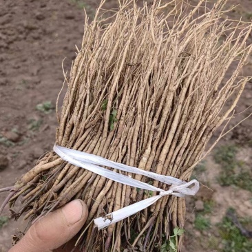 岷县当归苗，苗子均匀，无烂苗，每袋数量7千至1万苗