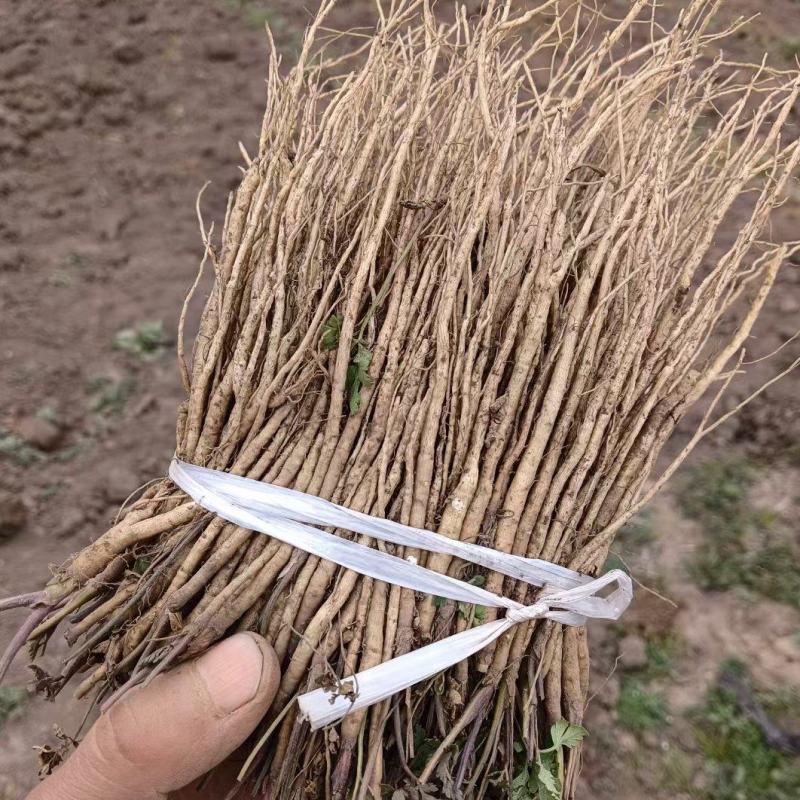 岷县当归苗，苗子均匀，无烂苗，每袋数量7千至1万苗