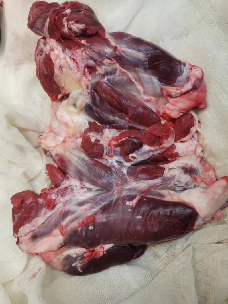 批发牛肉品质好价格低每天新鲜屠宰大量现货
