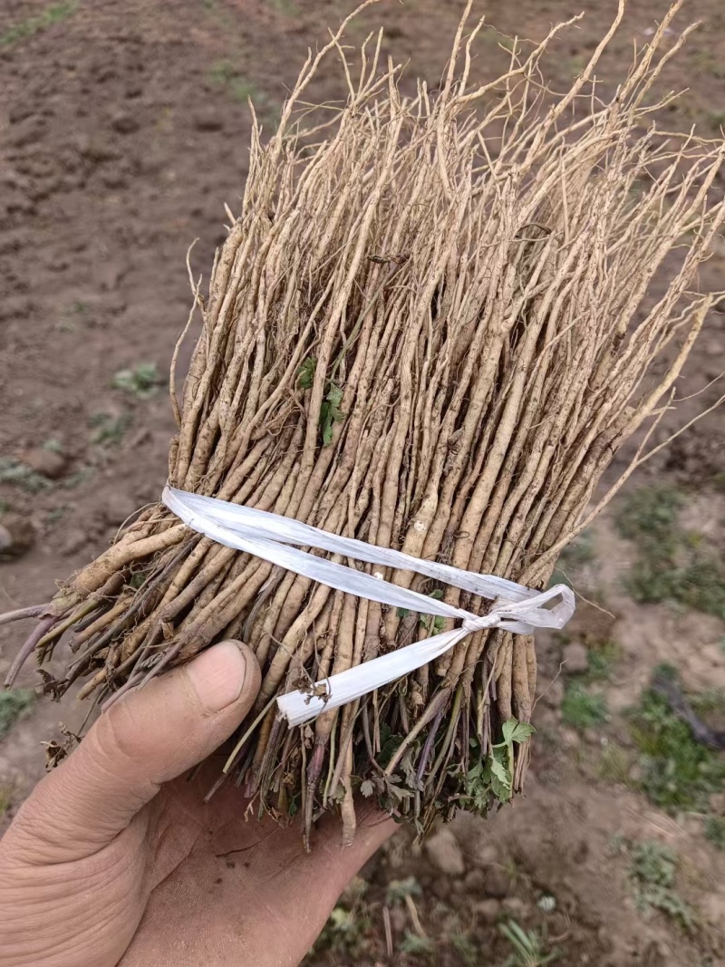 岷县当归苗，苗子均匀，无烂苗，每袋数量7千至1万苗
