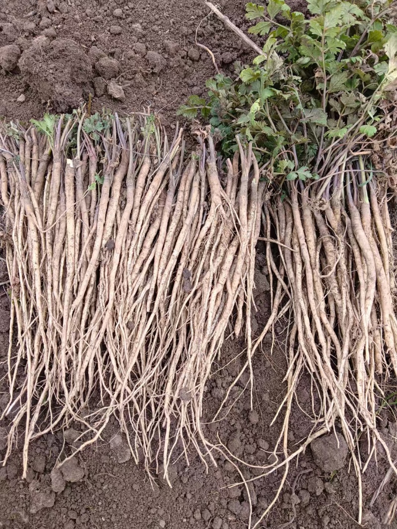 岷县当归苗，苗子均匀，无烂苗，每袋数量7千至1万苗