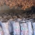 岷县当归苗，苗子均匀，无烂苗，每袋数量7千至1万苗