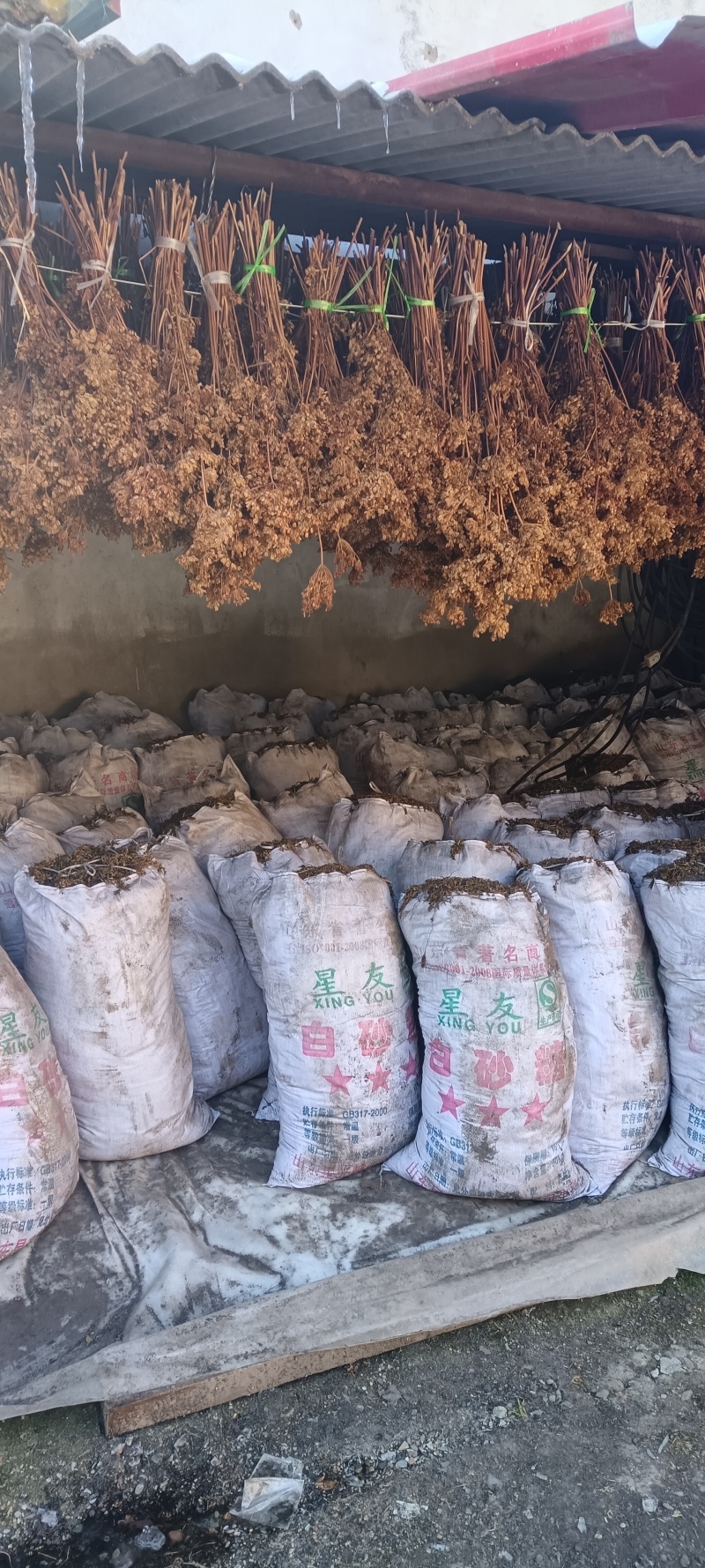 岷县当归苗，苗子均匀，无烂苗，每袋数量7千至1万苗
