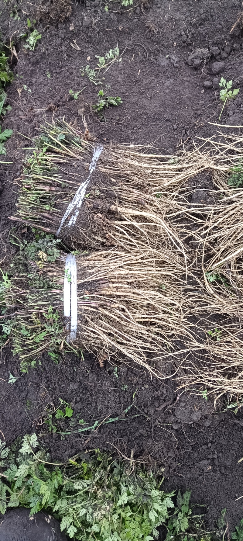 岷县当归苗，苗子均匀，无烂苗，每袋数量7千至1万苗