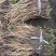 岷县当归苗，苗子均匀，无烂苗，每袋数量7千至1万苗