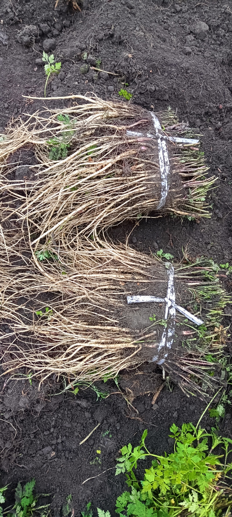 岷县当归苗，苗子均匀，无烂苗，每袋数量7千至1万苗