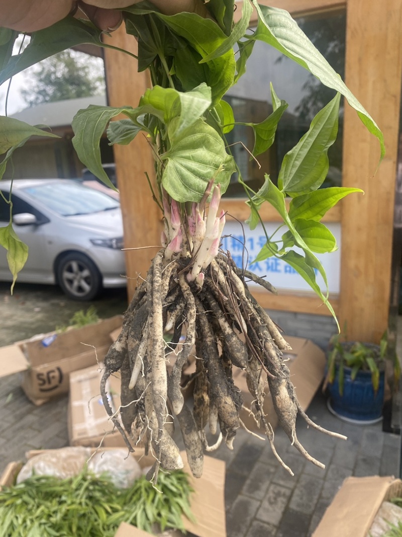 改良百部种苗。质量保证，基地直供，一手货源！