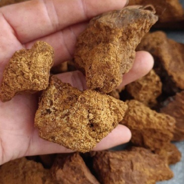 桦树茸，新货实拍现货产地直发，24小时内发货