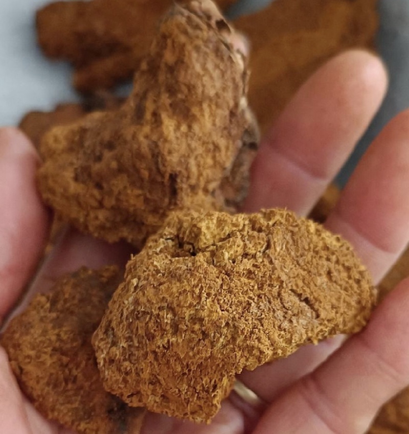桦树茸，新货实拍现货产地直发，24小时内发货