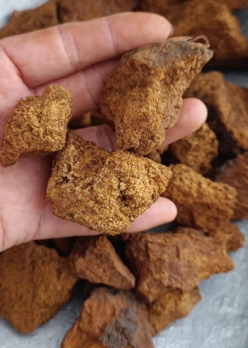 桦树茸，新货实拍现货产地直发，24小时内发货