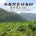 25年新当归甘肃正宗岷县无硫磺干货批发可切片特级煲汤泡水