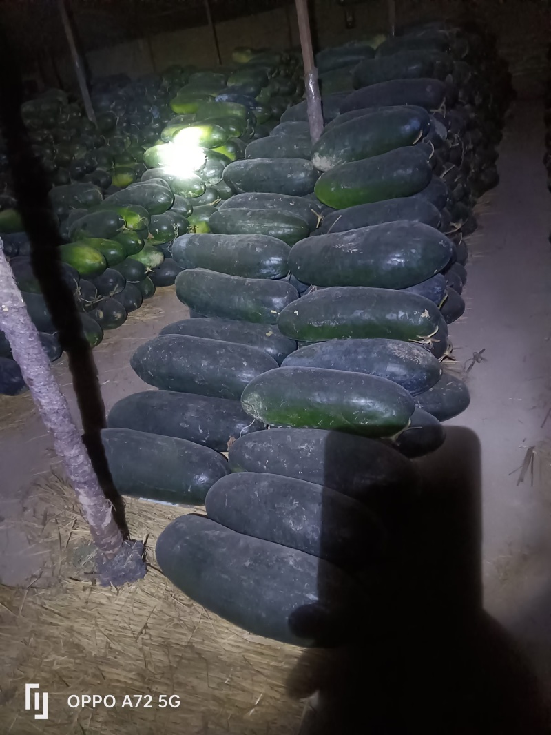 售卖新疆黑皮冬瓜联系电话***********
