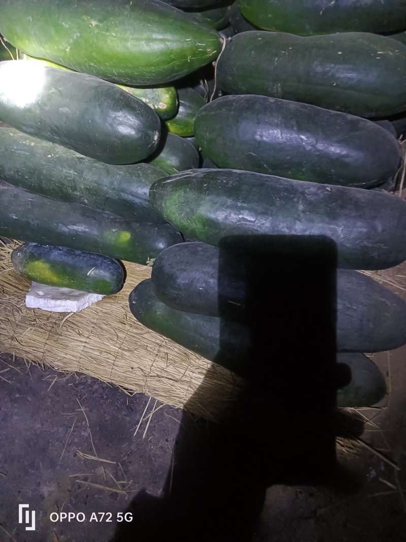 售卖新疆黑皮冬瓜联系电话***********