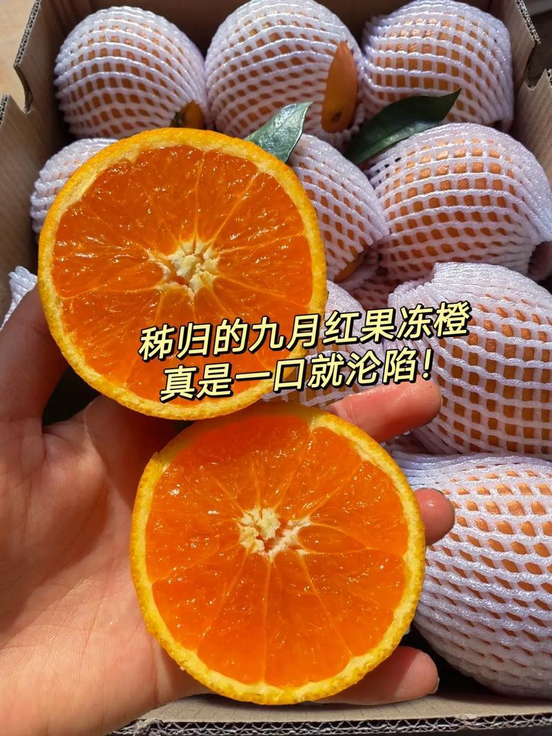 湖北秭归九月红脐橙化渣味甜九月红果冻橙果园看货现摘