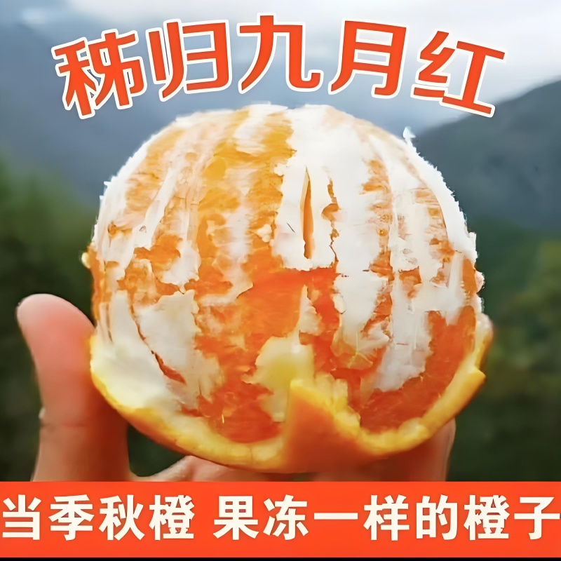 湖北秭归九月红脐橙化渣味甜九月红果冻橙果园看货现摘