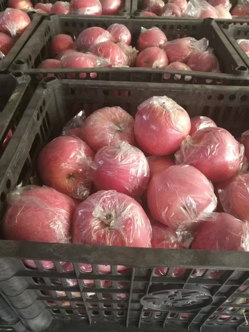 山西红富士苹果规格齐全专业代收一条龙按需配货
