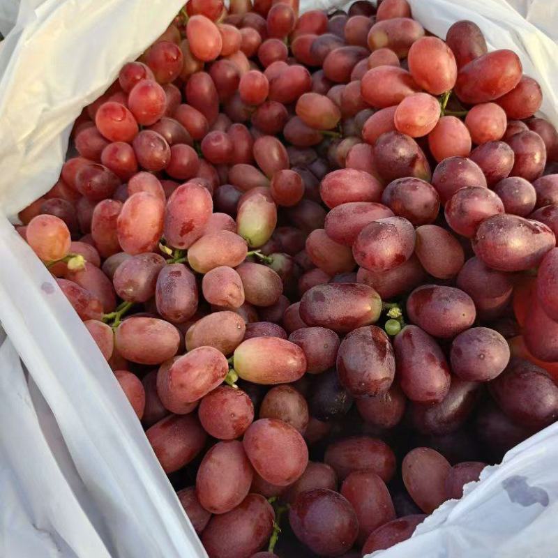 克伦生葡萄货源足规格全按需配货专业二十年代办