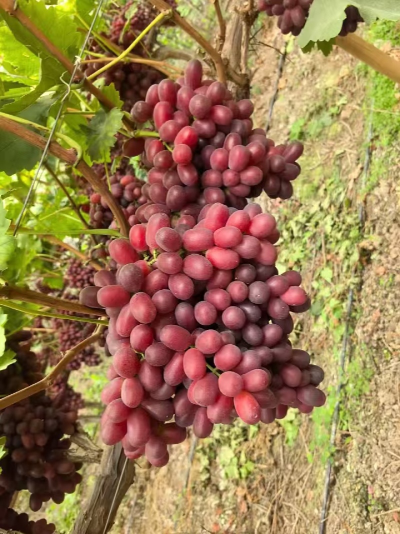 克伦生葡萄货源足规格全按需配货专业二十年代办