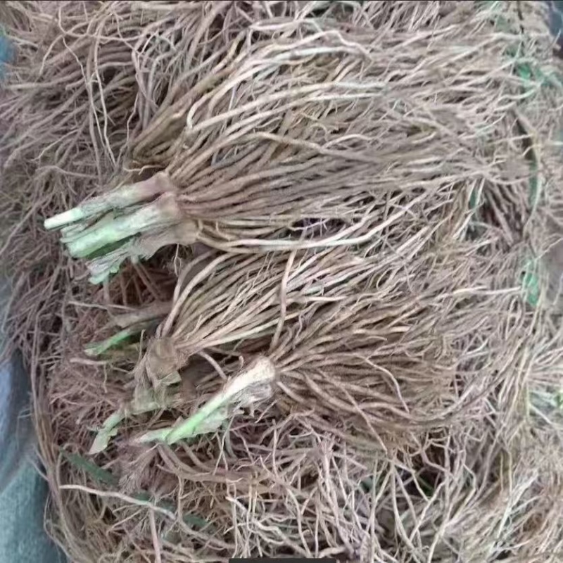 韭菜根电商用