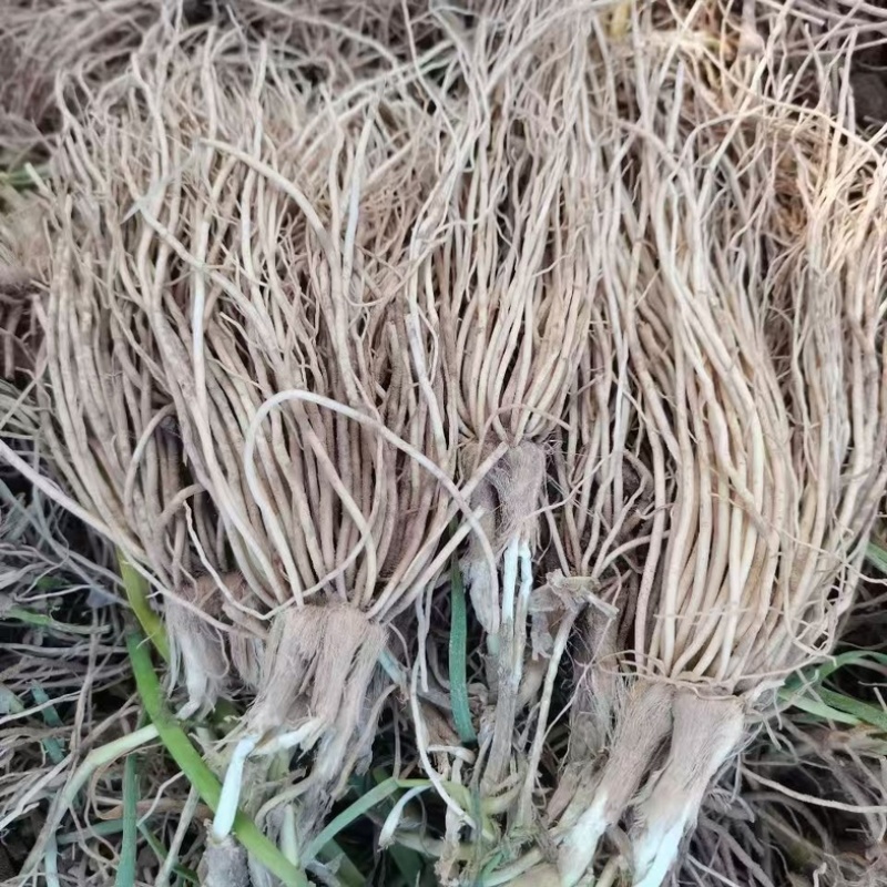 韭菜根电商用