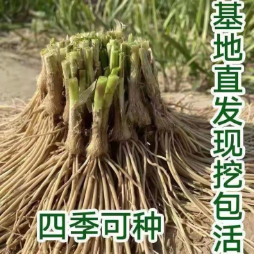 韭菜根江苏省丰县产地直发量大从优包教技术欢迎来电