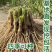 韭菜根江苏省丰县产地直发量大从优包教技术欢迎来电