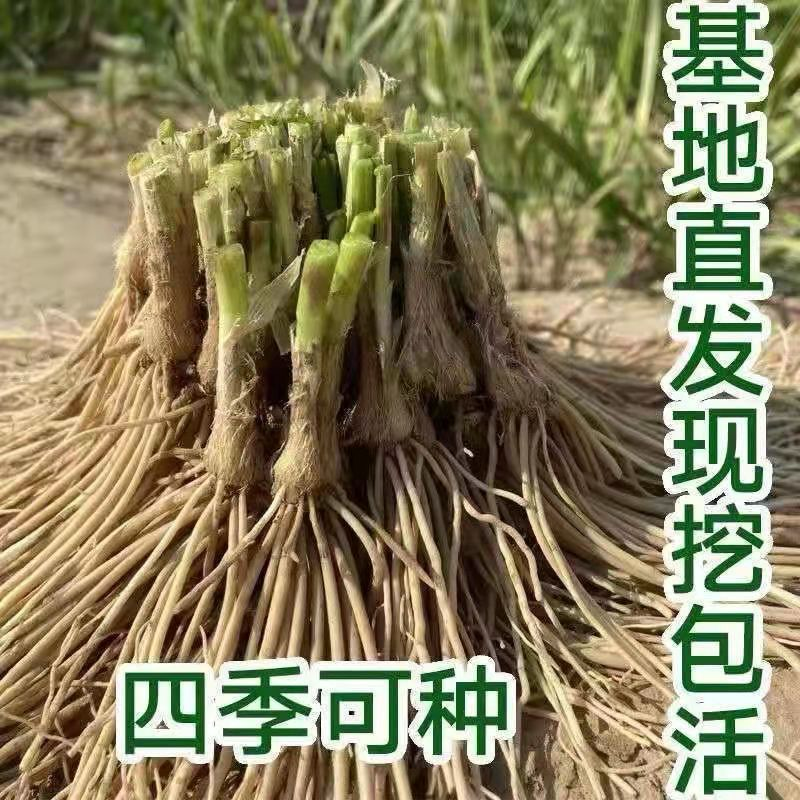 韭菜根江苏省丰县产地直发量大从优包教技术欢迎来电