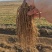 韭菜根江苏省丰县产地直发量大从优包教技术欢迎来电