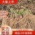韭菜根江苏省丰县产地直发量大从优包教技术欢迎来电
