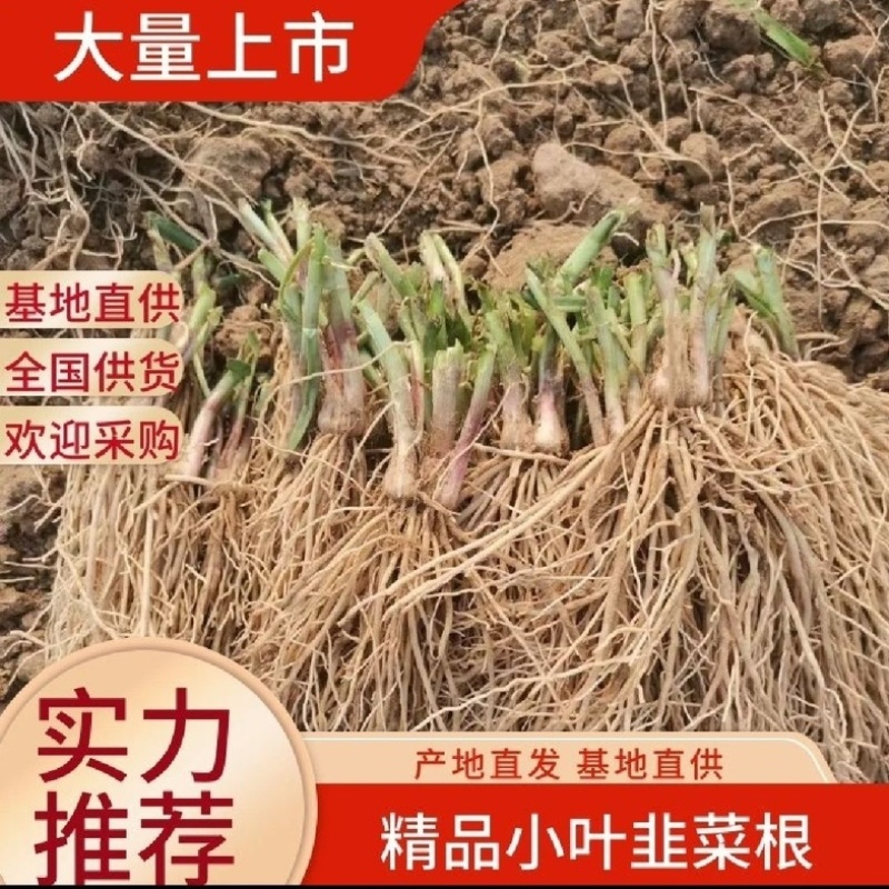 韭菜根江苏省丰县产地直发量大从优包教技术欢迎来电