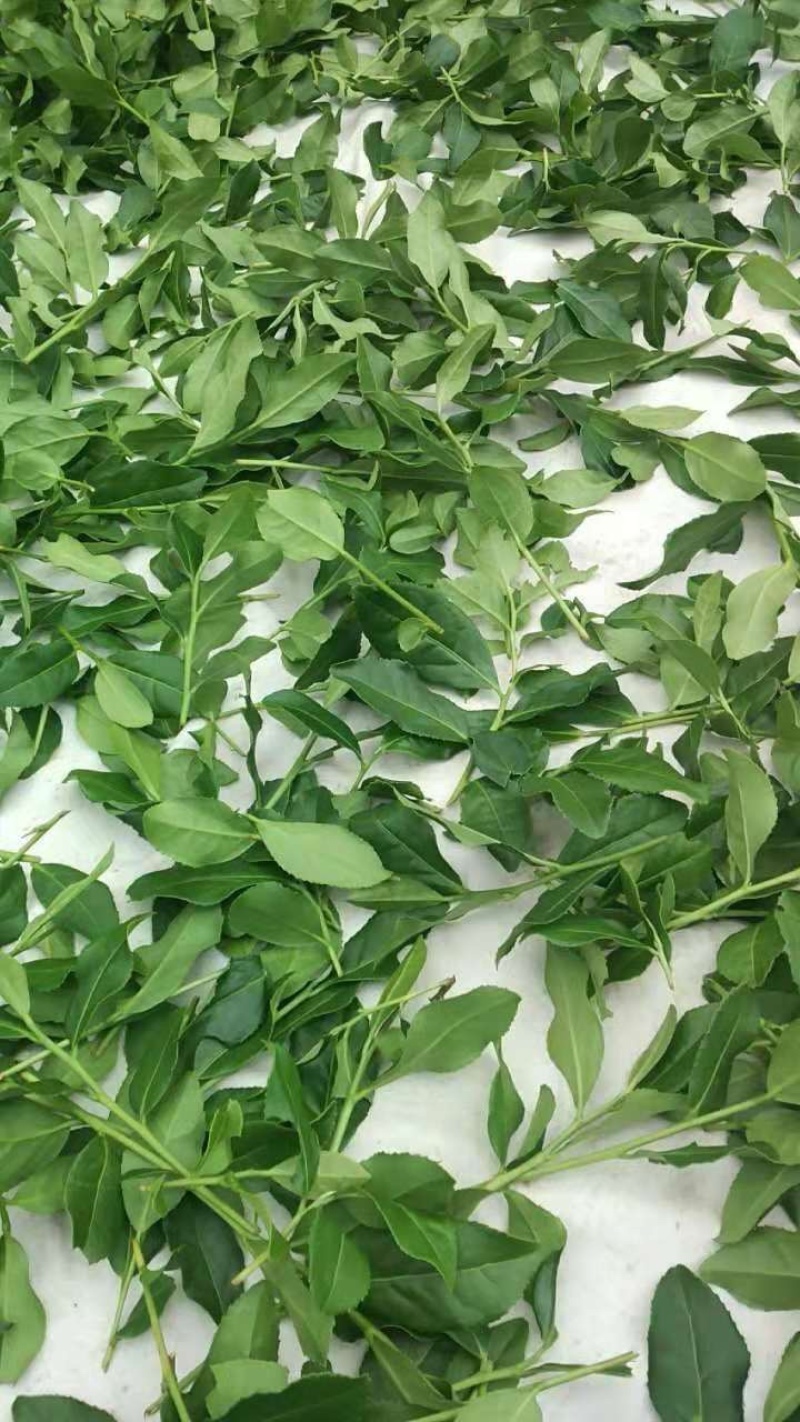 安溪高山铁观音，茶农直播，良心茶，PC盒装，500克，