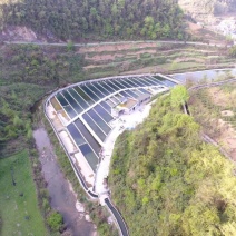 西杂鲟鱼，1至10斤规格，货量40万斤，地下水养殖