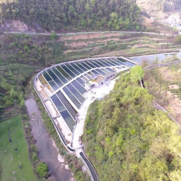 西杂鲟鱼，1至10斤规格，货量40万斤，地下水养殖