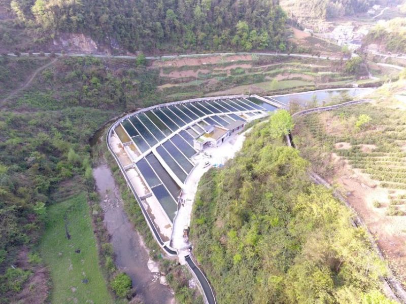 西杂鲟鱼，1至10斤规格，货量40万斤，地下水养殖