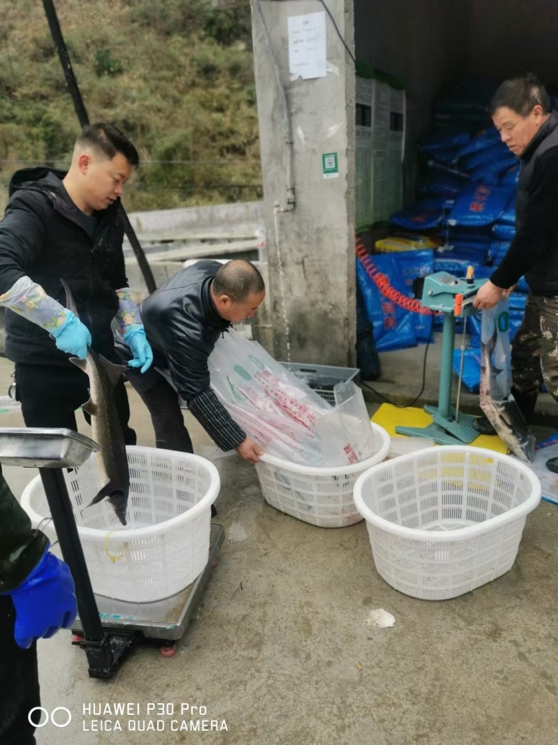 西杂鲟鱼，1至10斤规格，货量40万斤，地下水养殖