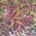 天使鱼