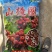 山楂圈产地直发质量保证诚信经营量大从优货源充足