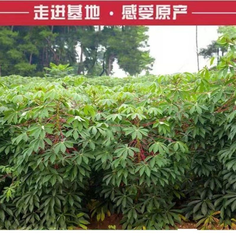 黄肉黄心木薯苗华南9号苗易活高产种植广西木薯杆板栗鸡蛋