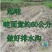 黄肉黄心木薯苗华南9号苗易活高产种植广西木薯杆板栗鸡蛋