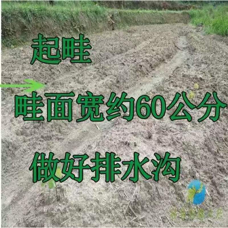 黄肉黄心木薯苗华南9号苗易活高产种植广西木薯杆板栗鸡蛋
