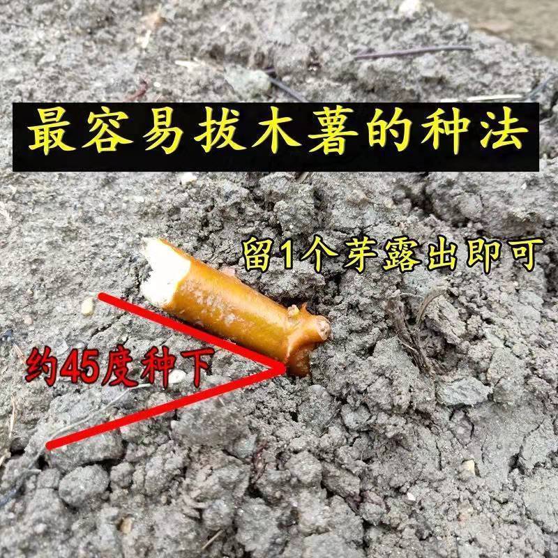 黄肉黄心木薯苗华南9号苗易活高产种植广西木薯杆板栗鸡蛋