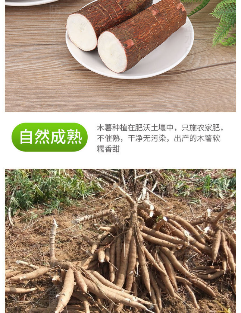 黄肉黄心木薯苗华南9号苗易活高产种植广西木薯杆板栗鸡蛋