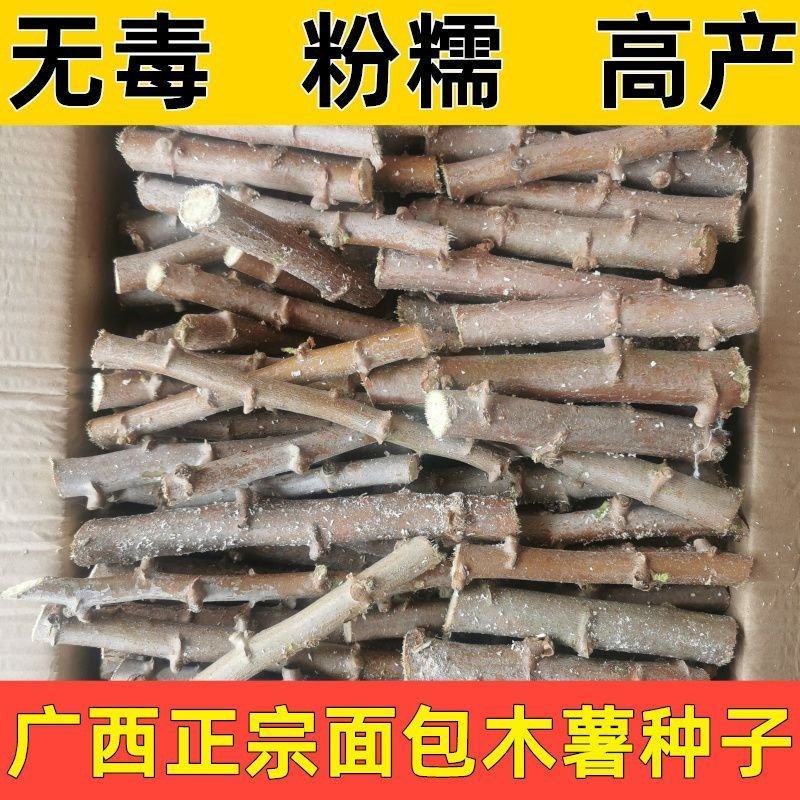 广西正宗华南9号木薯种黄肉木薯苗面包木薯种食用甜木薯高产