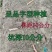 广西正宗华南9号木薯种黄肉木薯苗面包木薯种食用甜木薯高产